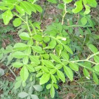 Naringi crenulata (Roxb.) Nicolson